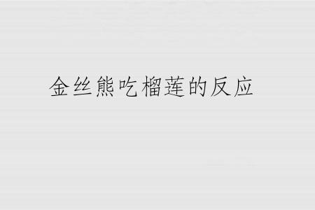金丝熊吃榴莲的反应