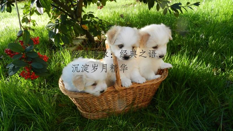 经典语录：经典之语，沉淀岁月精华