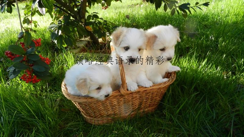 领略经典语录的精彩
