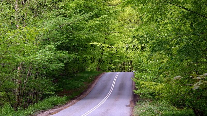 情感语录大全：情感路上的真挚感悟