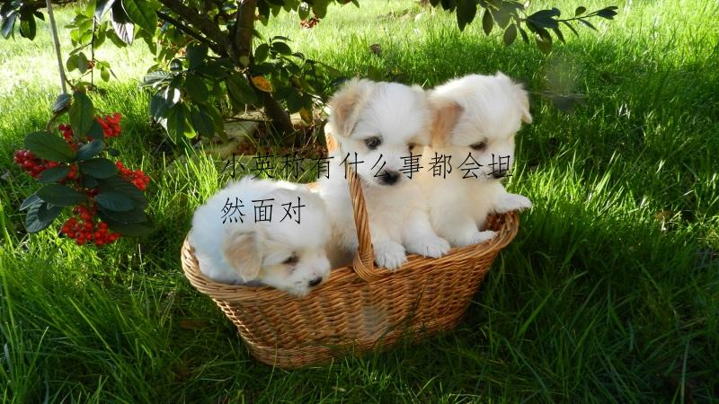 小英称有什么事都会坦然面对