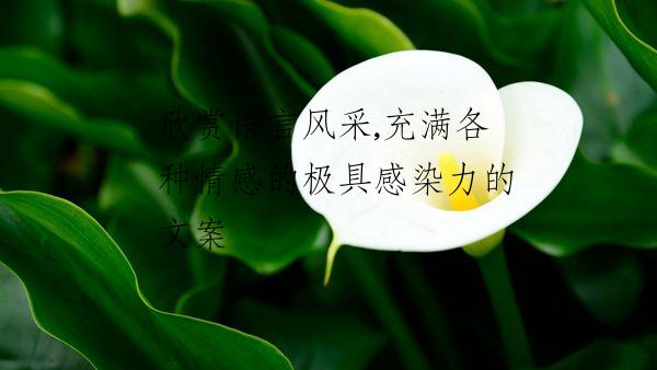 欣赏语言风采,充满各种情感的极具感染力的文案