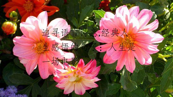 追寻语言诗意,经典人生感悟的句子：人生是一场电影