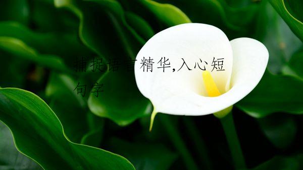 捕捉语言精华,入心短句字