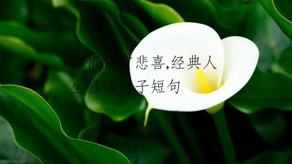 体悟语言悲喜,经典人生感悟句子短句