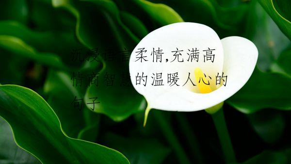 沉浸语言柔情,充满高情商智慧的温暖人心的句子