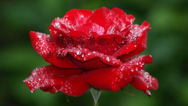 唤醒语言潜能,人生经典的短句