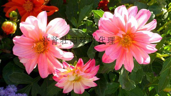 补肾壮阳延时代理